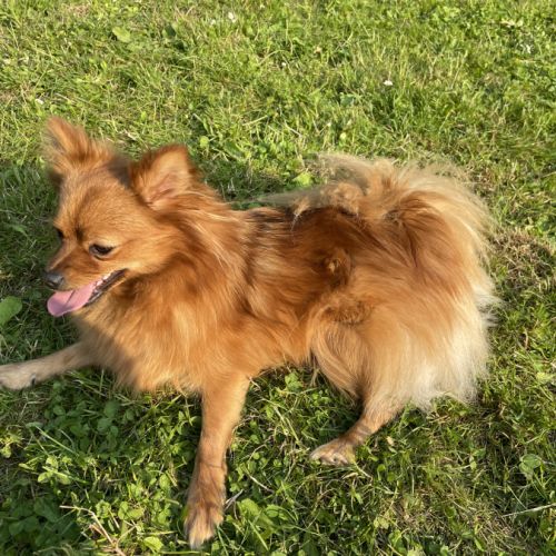 Chiot spitz allemand #2