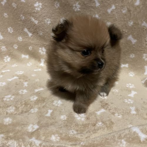 Chiot spitz allemand #3
