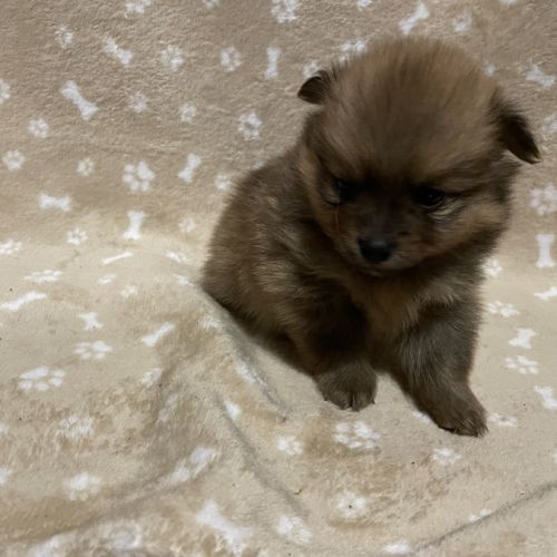 Chiot spitz allemand #5