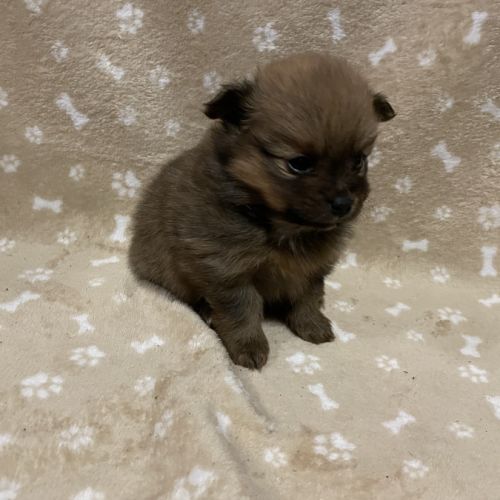 Chiot spitz allemand #6