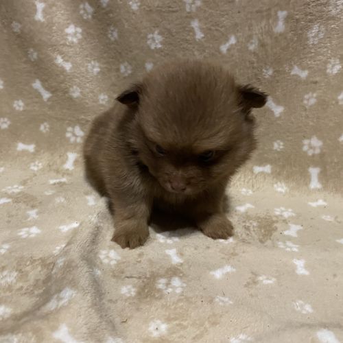 Chiot spitz allemand #7