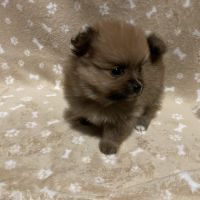 Chiot spitz allemand #3