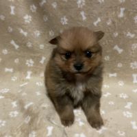 Chiot spitz allemand #4