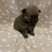 Chiot spitz allemand #6