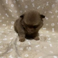 Chiot spitz allemand #7