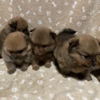 Chiot spitz allemand #8