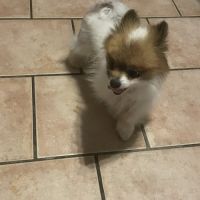Chiot spitz allemand #2