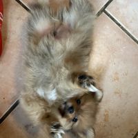 Chiot spitz allemand #3