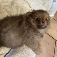 Chiot spitz allemand #4