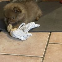 Chiot spitz allemand #5