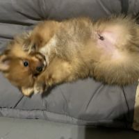 Chiot spitz allemand #6