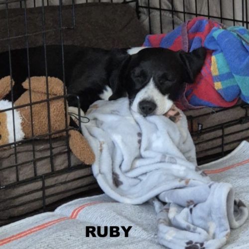 A adopter ruby #2