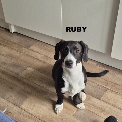 A adopter ruby #0