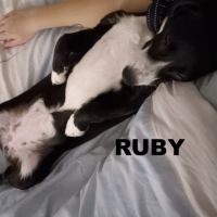 A adopter ruby #1
