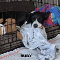A adopter ruby #2
