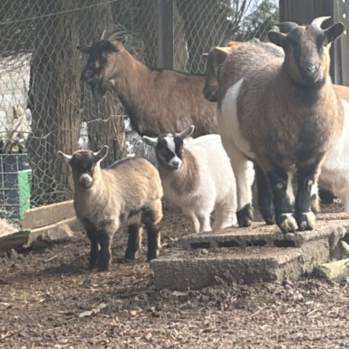 Chevreaux, chèvres #0