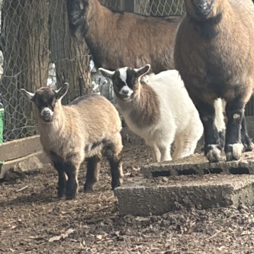 Chevreaux, chèvres #2