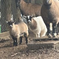 Chevreaux, chèvres #2