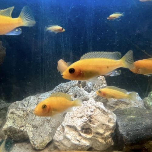 Cichlidé du malawi #0