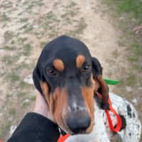 Chien vasco à l adoption