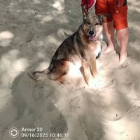 Chien laika  à l adoption