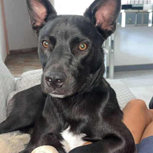 Chien tobby à l adoption