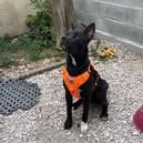 Chien tobby à l adoption #2