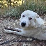 Chien debou à l adoption #2