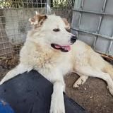 Chien debou à l adoption #4