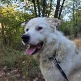 Chien debou à l adoption #3