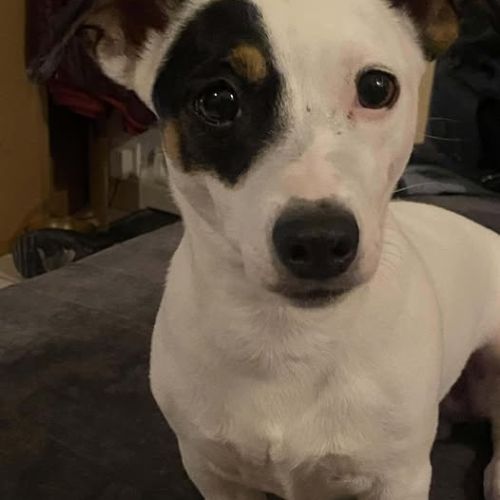 Chien hestia à l adoption #0