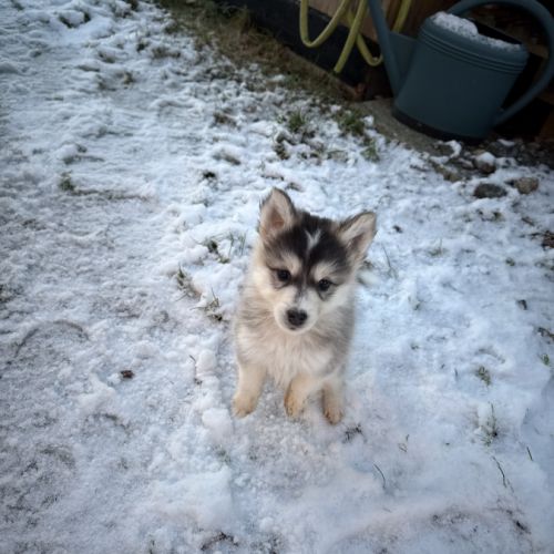 Chiots pomsky disponible #0