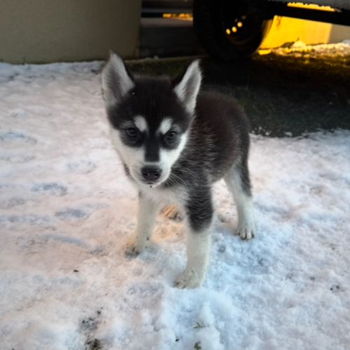 Chiots pomsky disponible #2