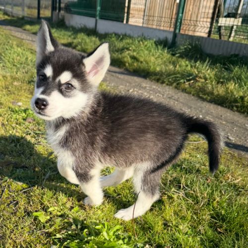 Chiots pomsky disponible #3