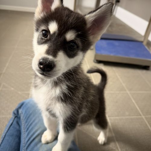 Chiots pomsky disponible #5