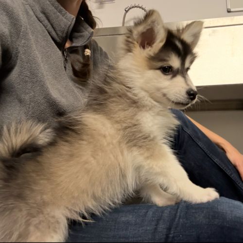 Chiots pomsky disponible #6