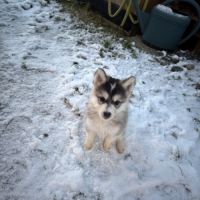 Chiots pomsky disponible