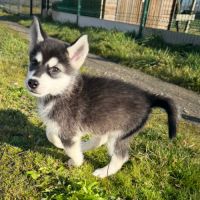 Chiots pomsky disponible #3