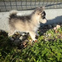 Chiots pomsky disponible #4