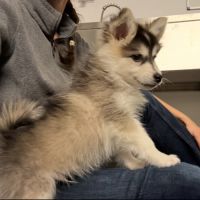 Chiots pomsky disponible #6