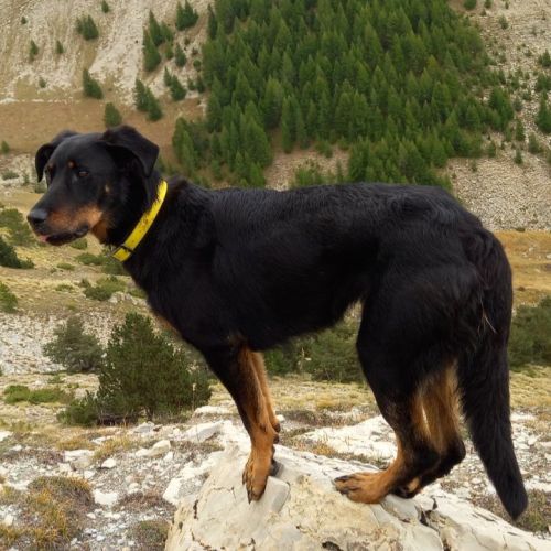 Chien soka à l adoption #0