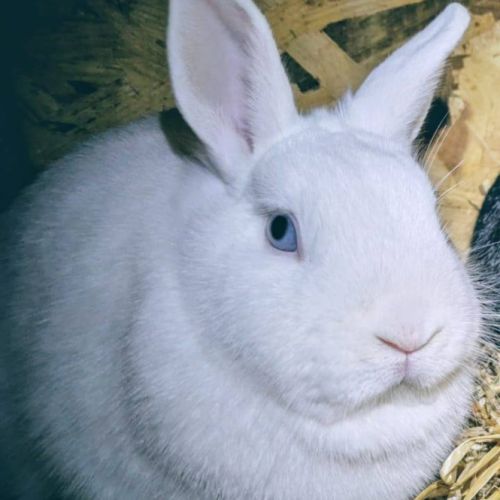 Lapine, 1.5 ans, vacciné, stérilisé #1