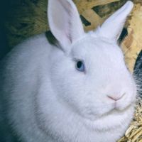 Lapine, 1.5 ans, vacciné, stérilisé #1