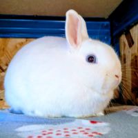 Lapine, 1.5 ans, vacciné, stérilisé