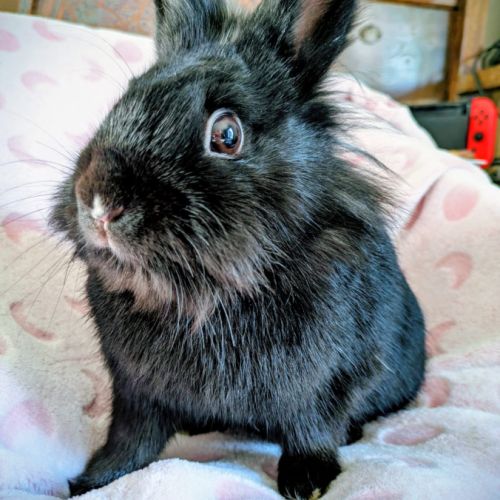 Lapine, 1.5 ans vacciné, stérilisé #0