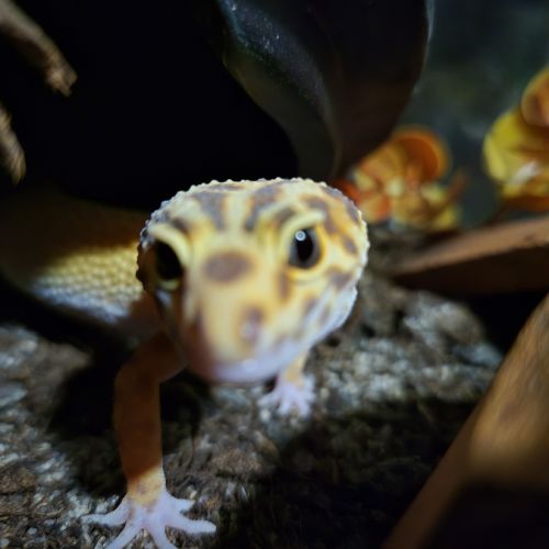 Vend gecko leopard 1 an