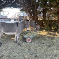 Deux ânes normand #0