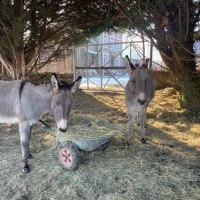 Deux ânes normand #2