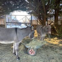 Deux ânes normand #3