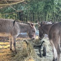 Deux ânes normand #4